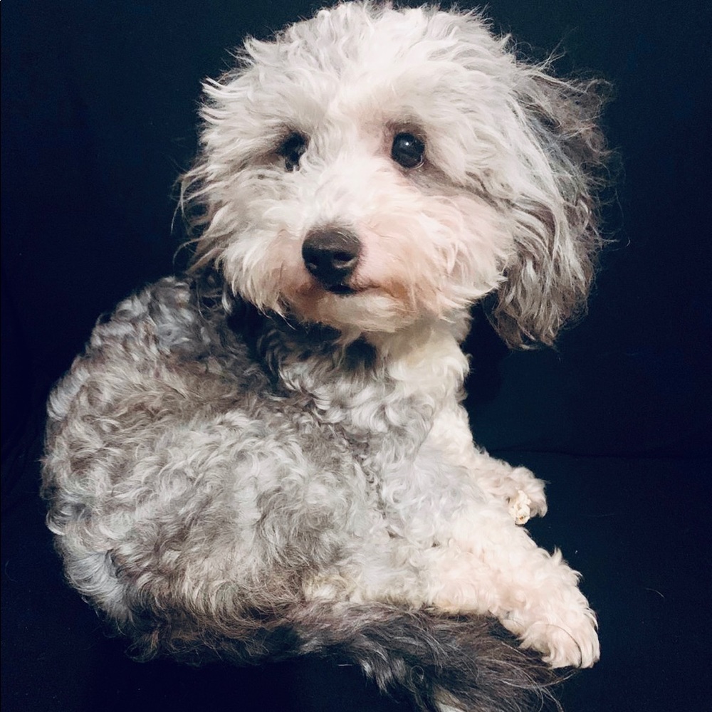 Meet your Posher, Ivett